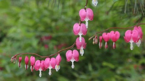 Blooming bicuculline Video stock 38034380