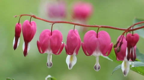 Blooming bicuculline Stock Footage 38035918