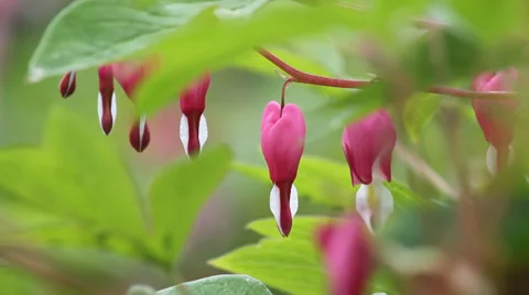 Blooming bicuculline Stock Footage 38037926