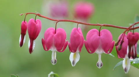 Blooming bicuculline Stock Footage 38114689