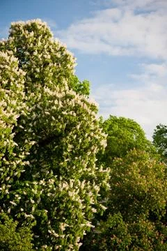 Blooming big Aesculus tree on blue sky in garden Foto stock