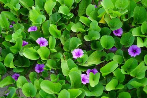 Blooming bindweed sprawled on the sand. Stock Photos