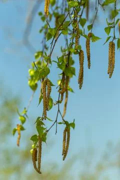 Blooming birch in early spring, allergic to birch blooming Stock Photos