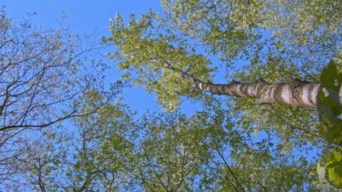 Blooming Birch Tree in the beginning of summer Stock Footage 138818204