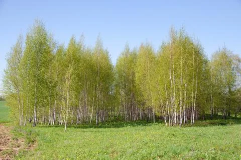 Blooming Birch tree in a sunny spring day. Young bright green leafs on birch Stock Photos
