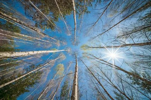 Blooming Birch tree in a sunny spring day. Young bright green leaves on bir.. Stock Photos
