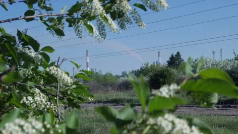 Blooming Bird Cherry 02 스톡 동영상 130905462