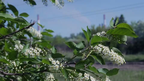 Blooming Bird Cherry 03 스톡 동영상 130905544