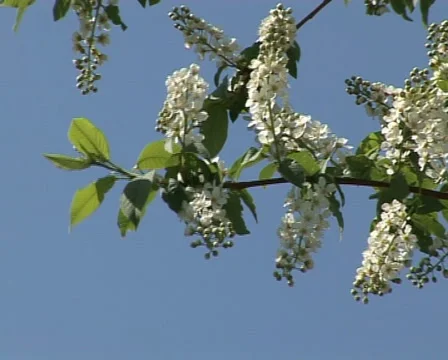 Blooming bird-cherry 1 Stock Footage 3376147
