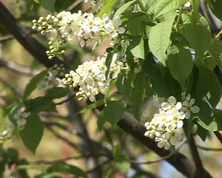 Blooming bird-cherry 2 Stock Footage 3376163