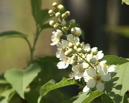 Blooming bird-cherry 3 Stock Footage 3376217