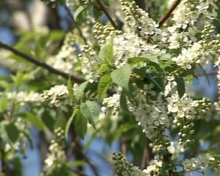 Blooming bird-cherry 4 Stock Footage 3376337