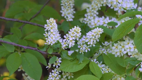 Blooming bird cherry bushes at sunset. Stock Footage 154360087
