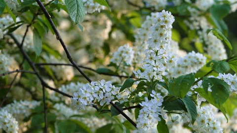Blooming bird cherry bushes at sunset. Stockbeeldmateriaal 154360534