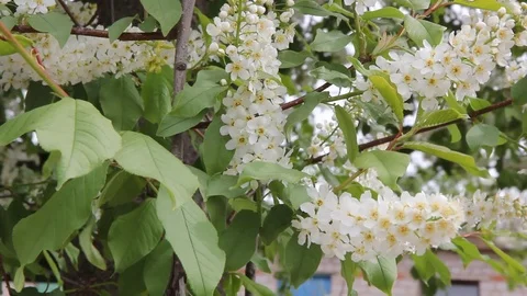 Blooming bird cherry close-up Stock Footage 100269669