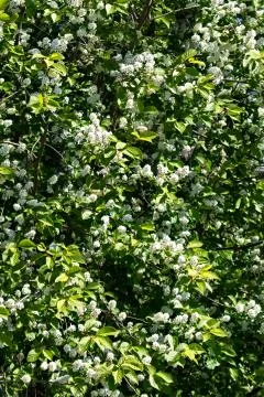 Blooming bird cherry close-up Stock Photos