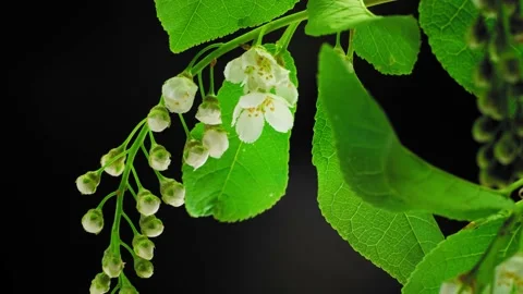 Blooming bird cherry flowers macro time lapse Stock Footage 154248402