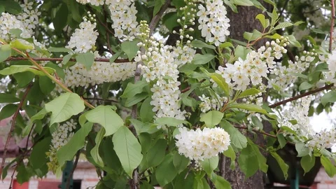 Blooming bird cherry Stock Footage 100269451