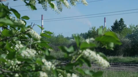 Blooming Bird Cherry 스톡 동영상 130905502