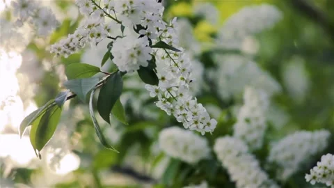 Blooming bird cherry Stock Footage 150664645