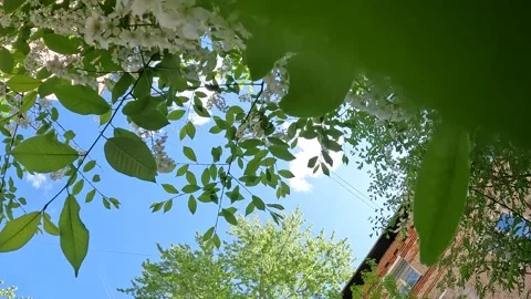 Blooming bird cherry Stock Footage 240126878