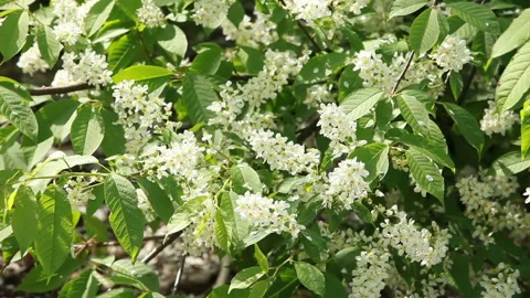 Blooming bird cherry with a many white flowers Stock Footage 154540898