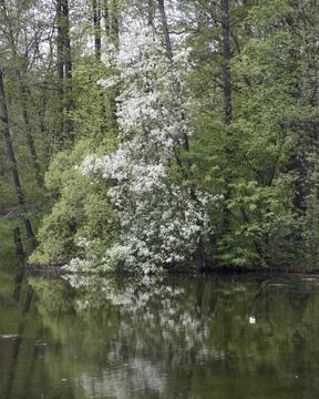 Blooming bird cherry in the park is reflected in the lake Stock Photos