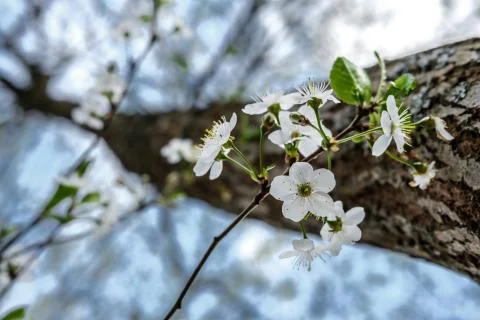 Blooming bird cherry. Stock Photos