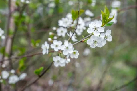Blooming bird cherry. Foto stock