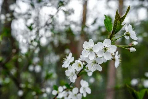 Blooming bird cherry. Stock Photos