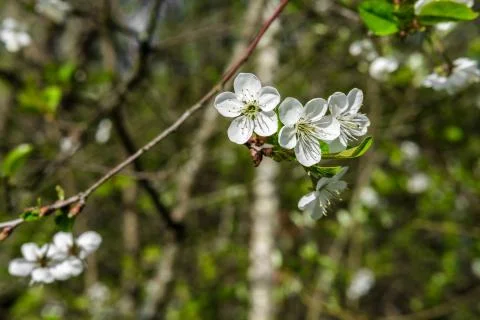 Blooming bird cherry. Stock Photos