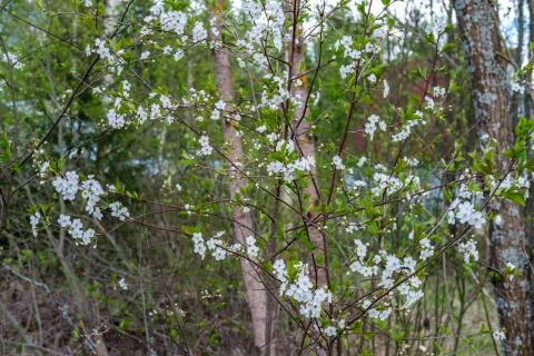 Blooming bird cherry. Foto stock
