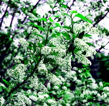 Blooming Bird Cherry.  Foto stock
