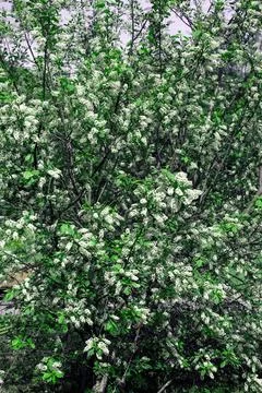 Blooming Bird Cherry.  스톡 사진