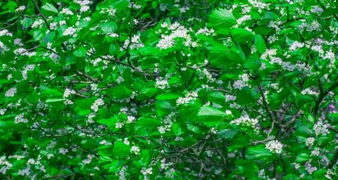 Blooming Bird Cherry.  Foto stock