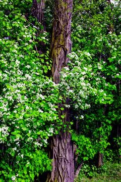 Blooming Bird Cherry.  Stock Photos