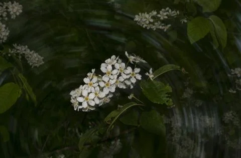 Blooming bird cherry 스톡 사진
