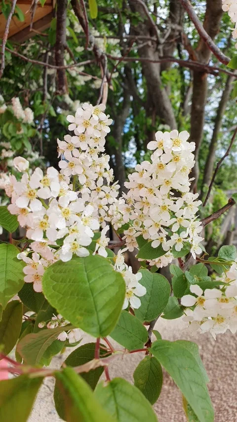 Blooming bird cherry in spring. 4K vertical video Stock Footage 154308111