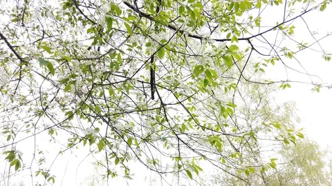 Blooming bird cherry in the spring against the sky rolling Video stock 129934404