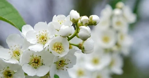 Blooming bird cherry in the spring. Stock Footage 85253688