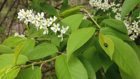 Blooming bird cherry in the spring forest. Beetles on green leaves. Stock Footage 130040442