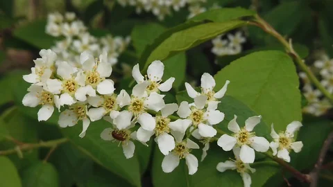 Blooming bird cherry in the spring forest. Beetles on a green leaf. Video stock 130042319
