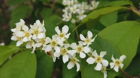 Blooming bird cherry in the spring forest. Beetle on a white flower. Video stock 130047337