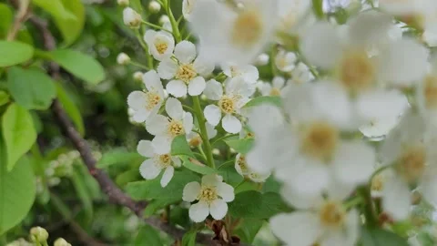 Blooming bird cherry in spring. Nature 4K Stock Footage 194679179
