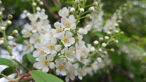 Blooming bird cherry in spring. Nature 4K Video stock 194679273
