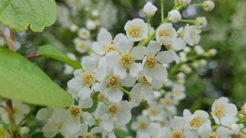 Blooming bird cherry in spring. Nature 4K Stock Footage 194679332