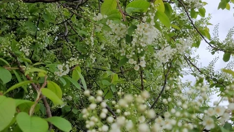 Blooming bird cherry in spring. Nature 4K Stock Footage 194679335
