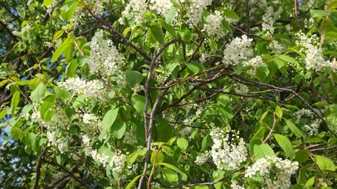Blooming bird cherry in spring. Nature 4k Video stock 194959269