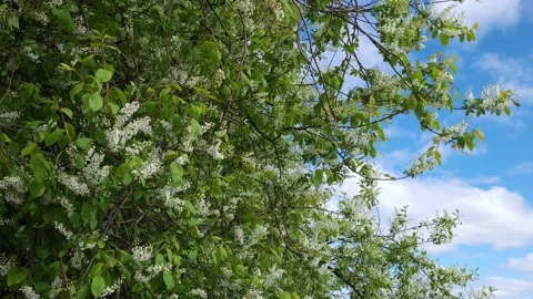Blooming bird cherry in spring. Nature 4k Stock Footage 194959322