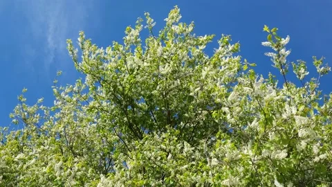 Blooming bird cherry in spring. Nature 4k Stock-Footage 194959356